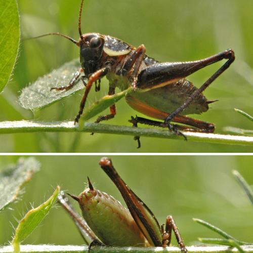 Eupholidoptera chabrieri chabrieri